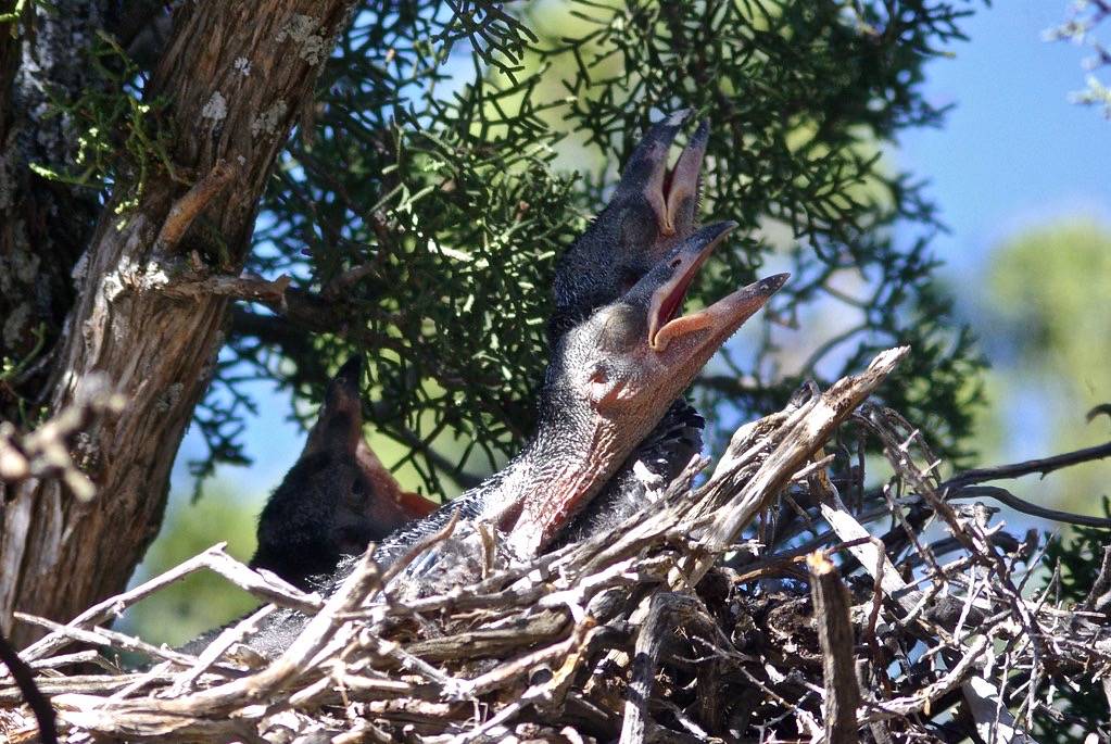 RAVEN, COMMON (5-11-09) nest, carrizo by Sloalan is marked with CC0 1.0